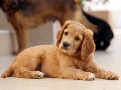 De ultieme quiz over populaire hondennamen: Wat is de perfecte naam voor je puppy?